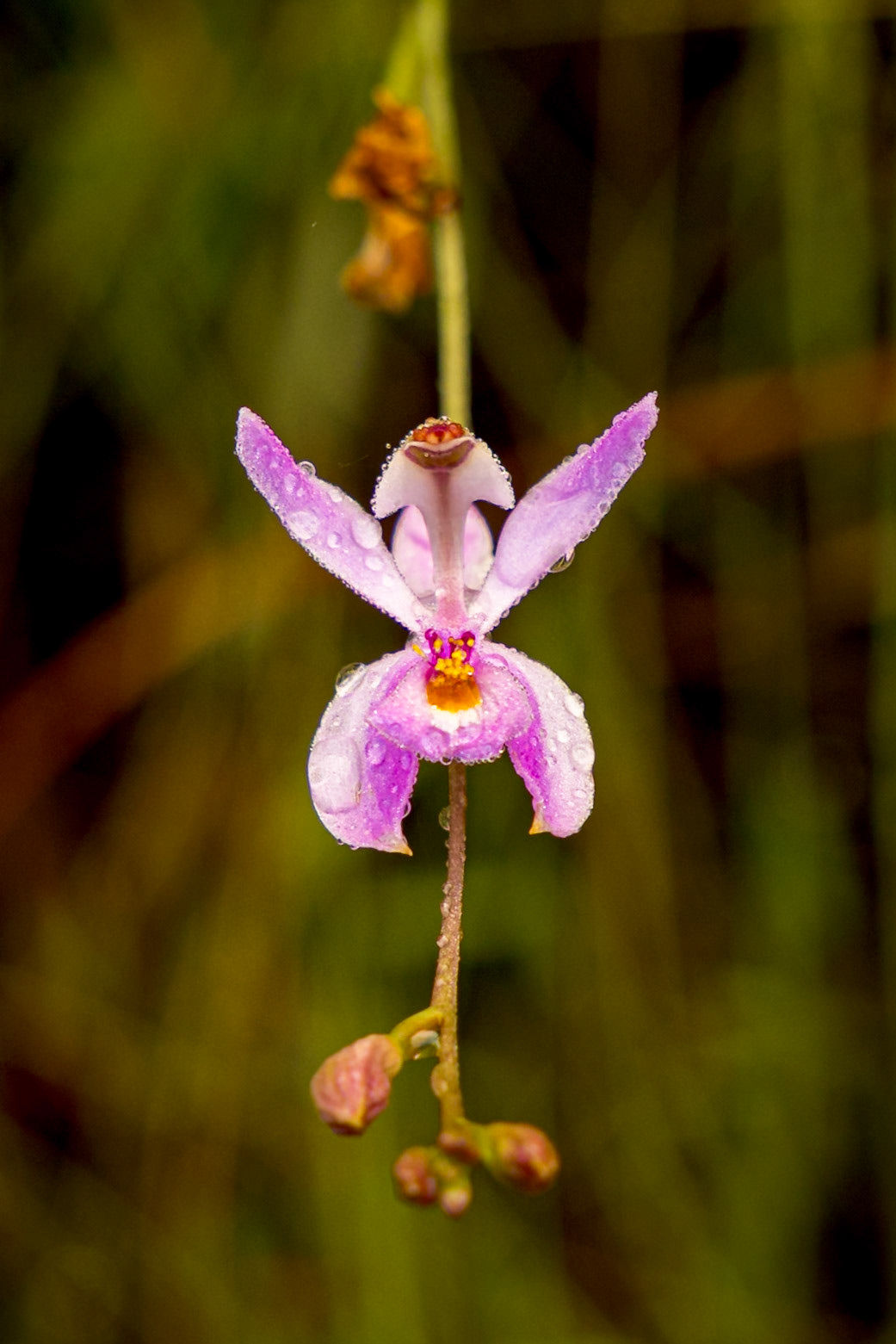 Grass pink orchid 21, Green Swamp Preserve