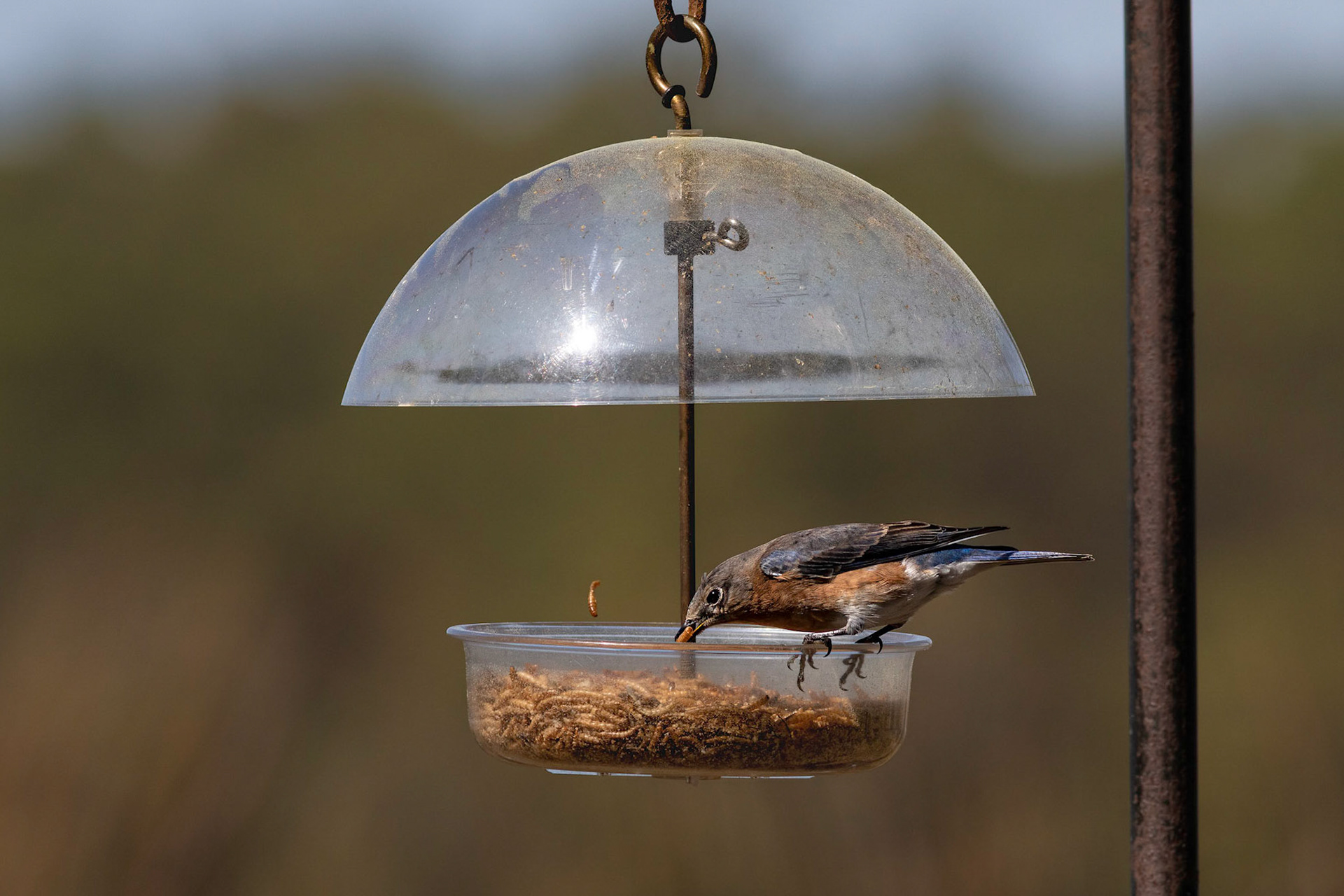 Female eastern bluebird 26, Huntington Beach SC