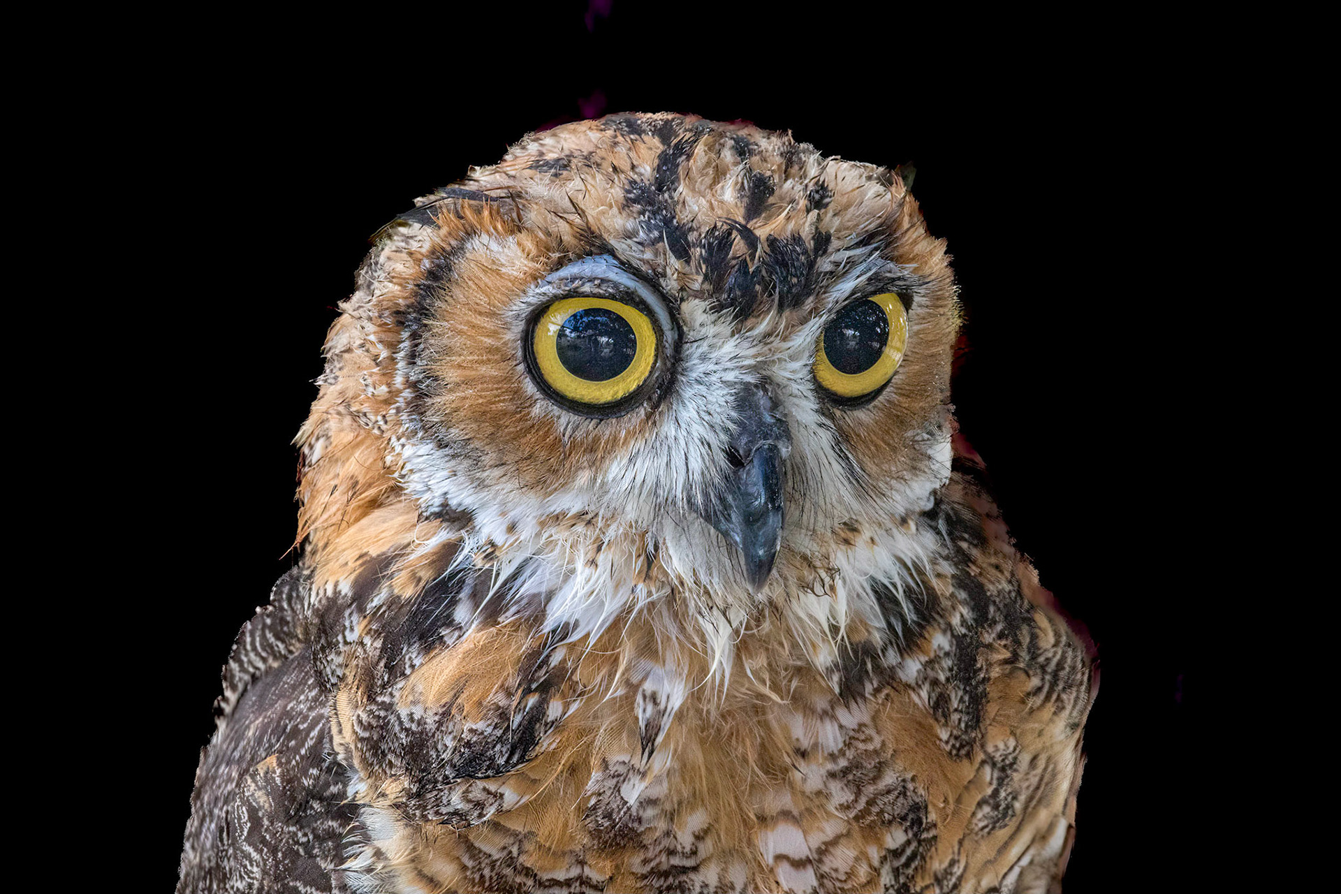 Hootsie 15, Great Horned Owl Juvenile, Sea Biscuit Wildlife Shelter