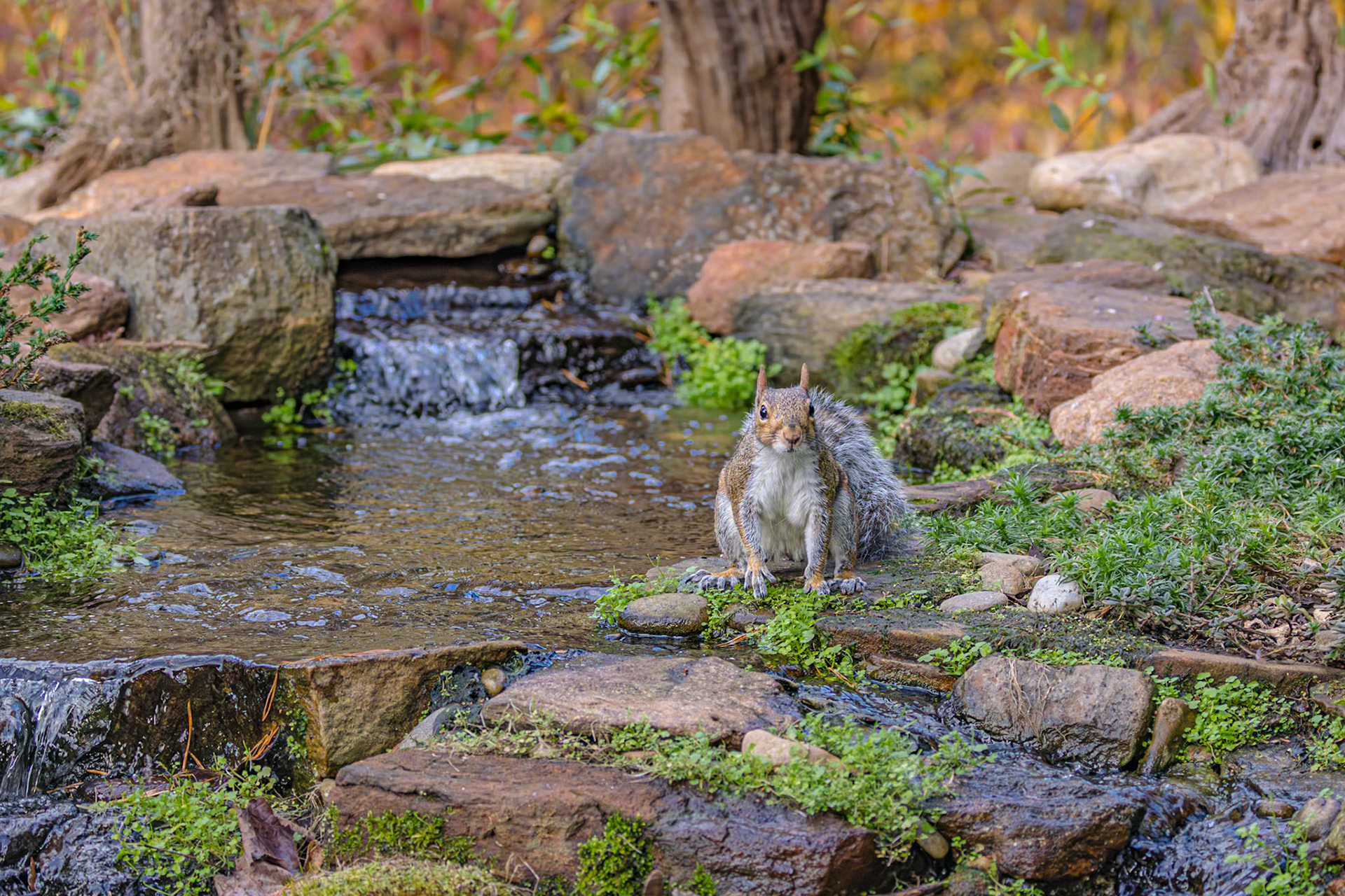 Squirrel 2, The Nut House, Clemson, SC