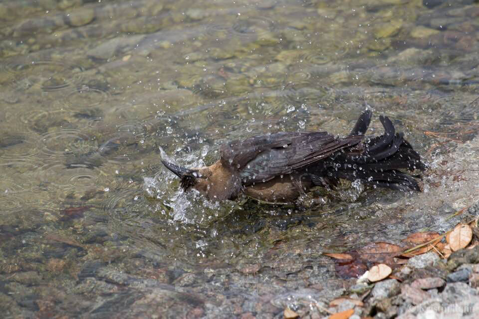 Boat Tailed Grackle 2, SB Bird Platform