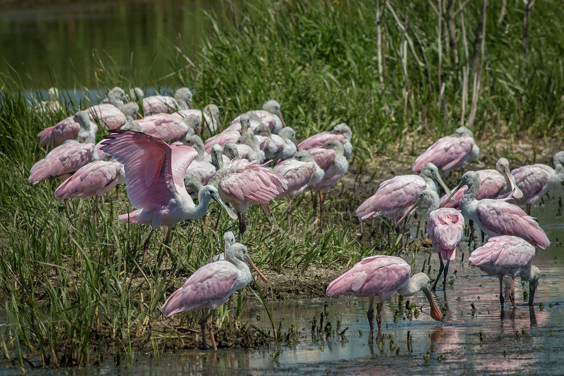Roseate spoonbills 7, Bear Island WMA, SCAIR 16