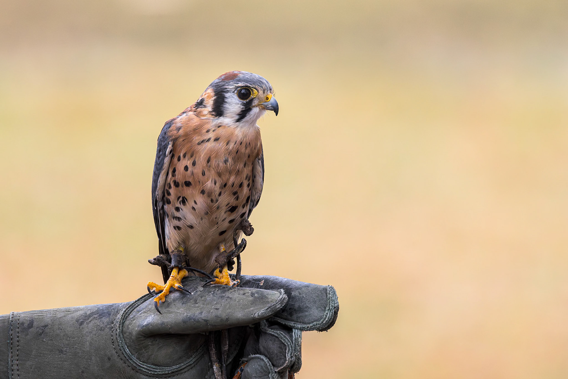 American Kestrel 4, Center for Birds of Prey, Awendaw, SC