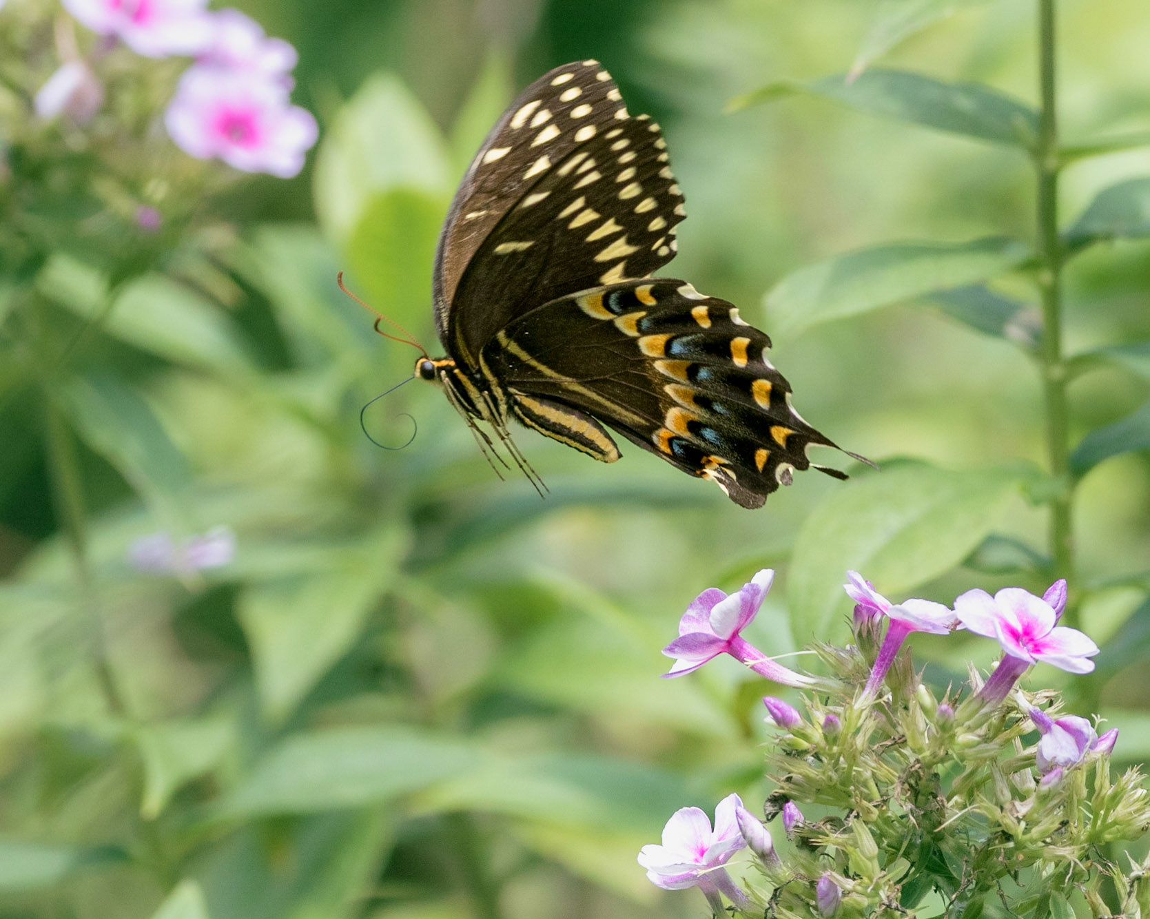 Palamedes swallowtail 12, Brunswick County Botanical Gardens