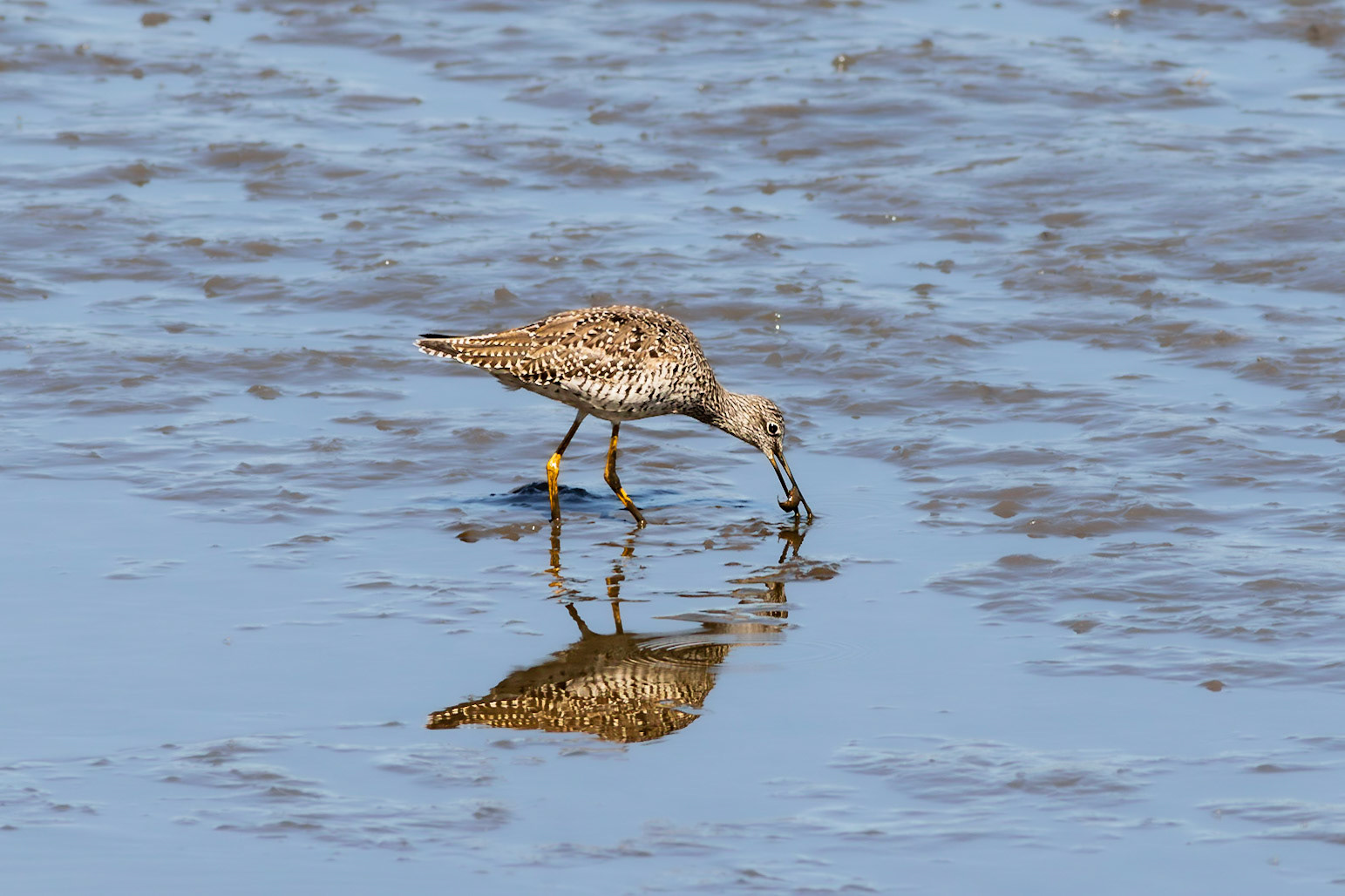 Greater yellowlegs 3, Donelly WMA