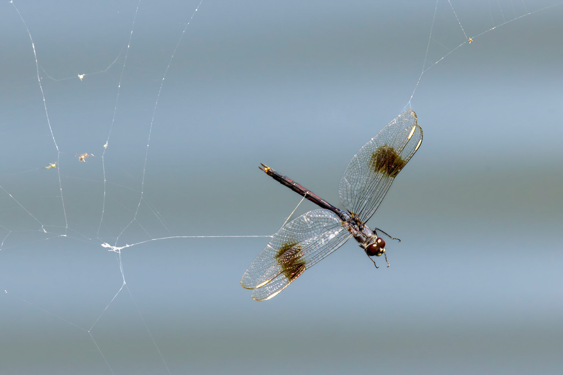 Four spotted pennant  3, Carl Bazemore Bird Walk