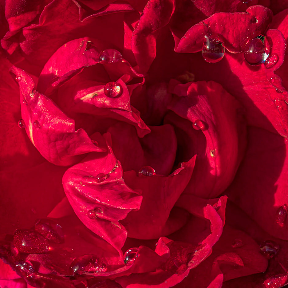 Rose 4, Brunswick County Botanical Gardens