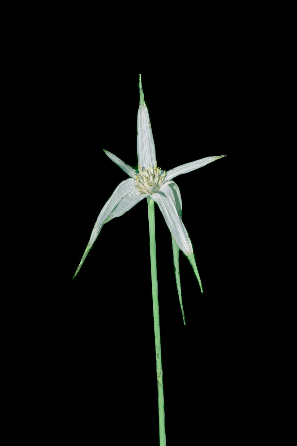 White top sedge 2, Green Swamp Preserve