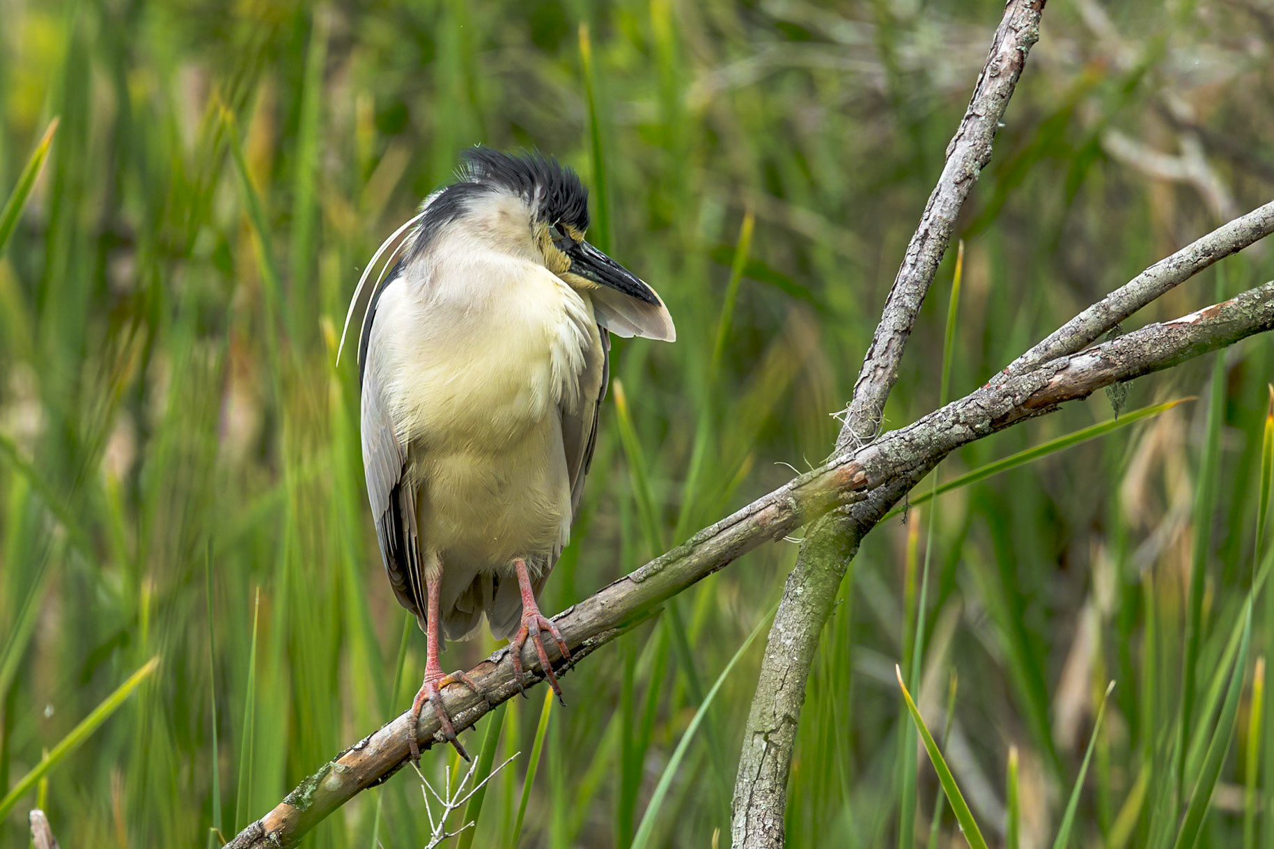 Black crowned night heron 5, Huntington Beach State Park, SC