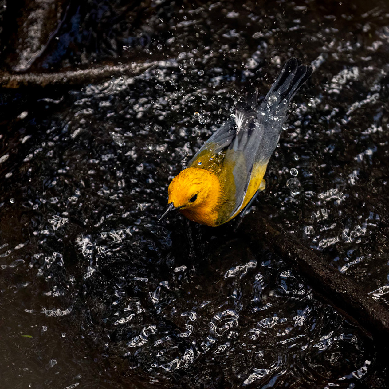 Prothonotary warbler 5, Beidler Audubon Forest, Beidler Audubon Forest