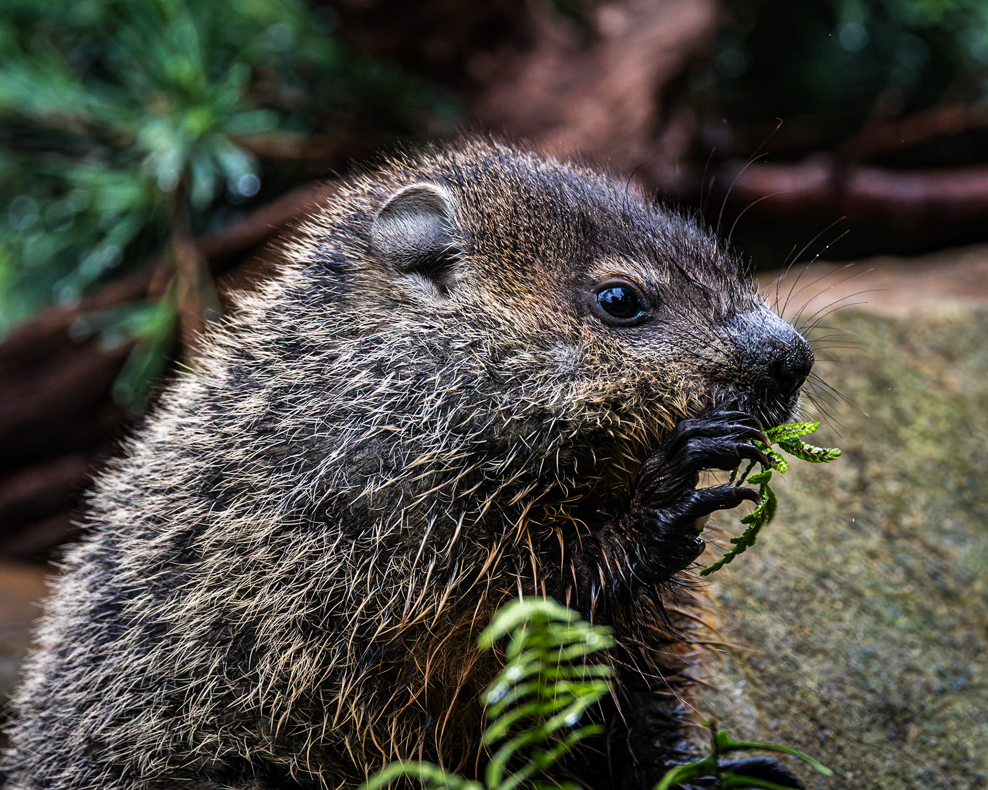 Goriundhog - baby 1, The Nut House, Clemson, SC