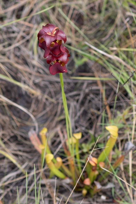 Sweet Pitcher Plant, Greenswamp Carnovorous 12