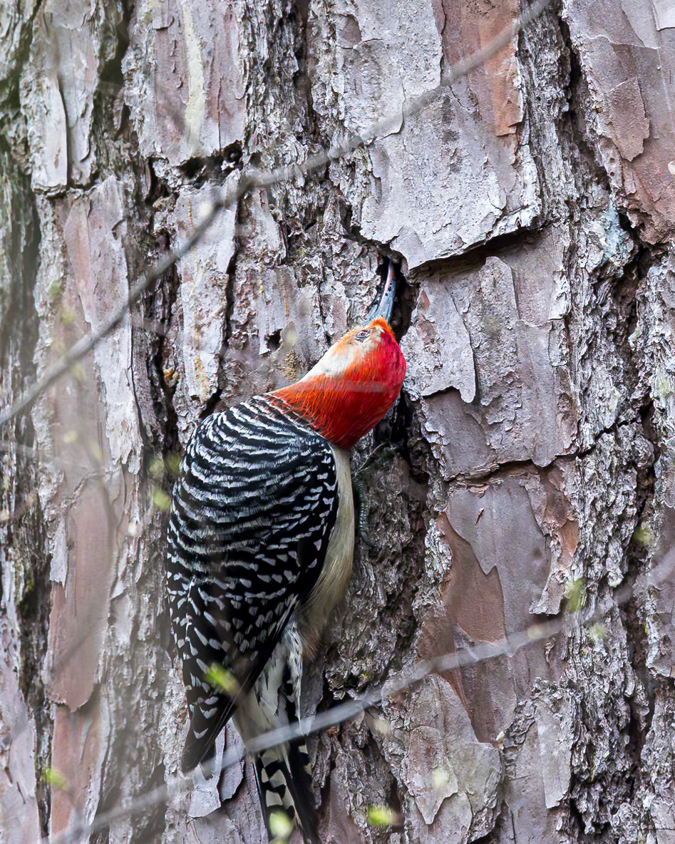 Red-bellied woodpecker 16, Beidler Audubon Forest, SC
