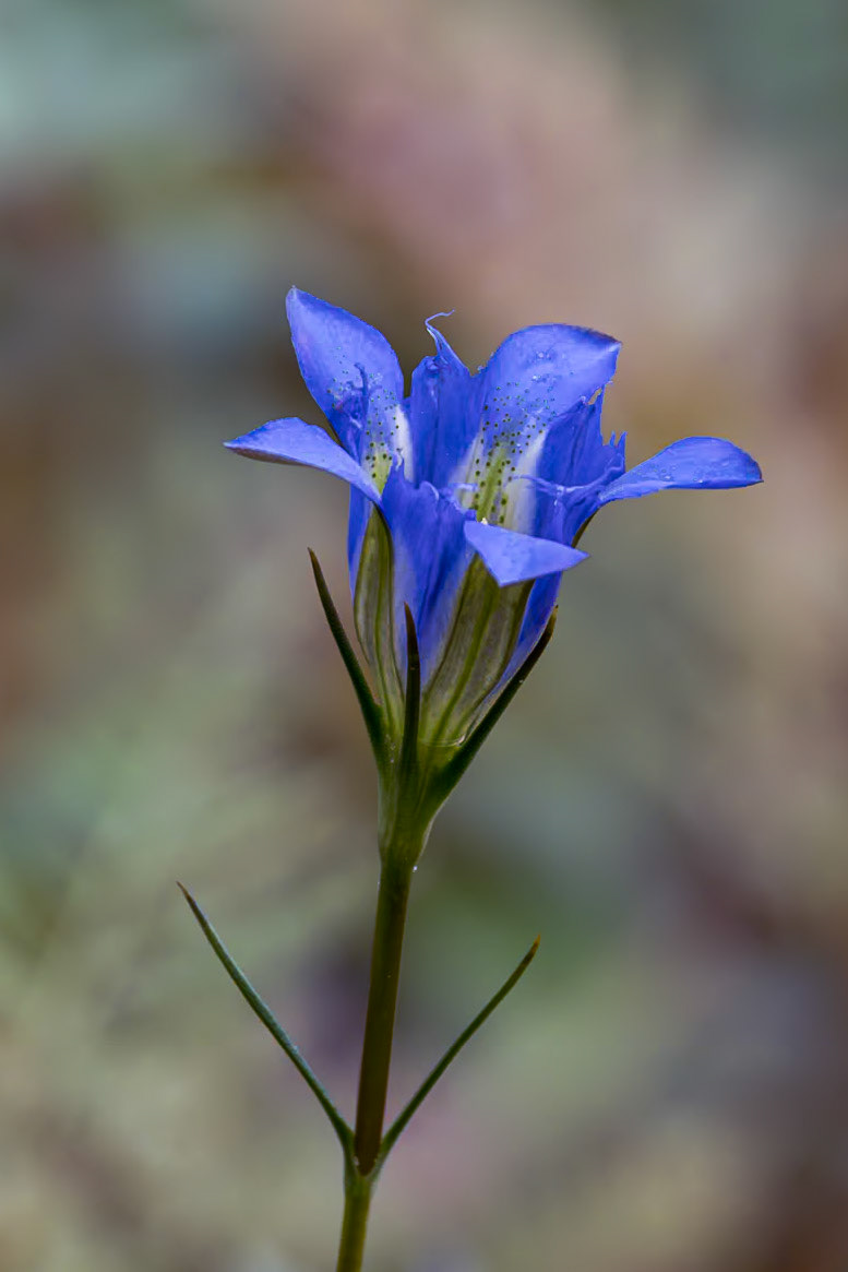 Pine barren gentian 3, Green Swamp Preserve