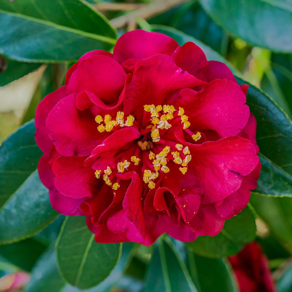 Camellia 7, New Hanover County Arboretum
