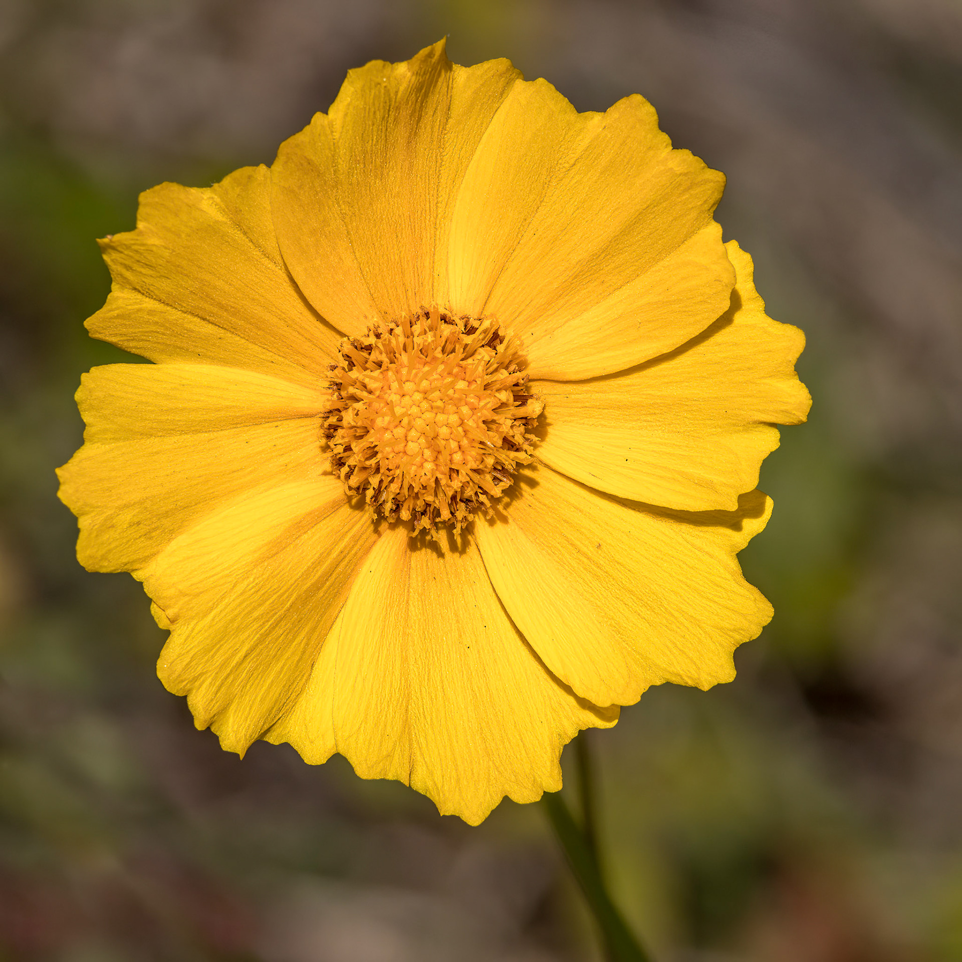 Coreopsis, OIB