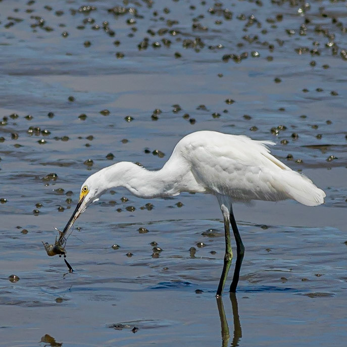 Snowy Egret Eating Shrimp 12