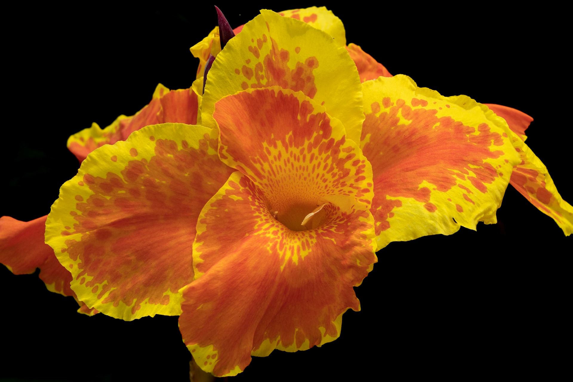 Canna Lily 1, Brunswick County Botanical Gardens