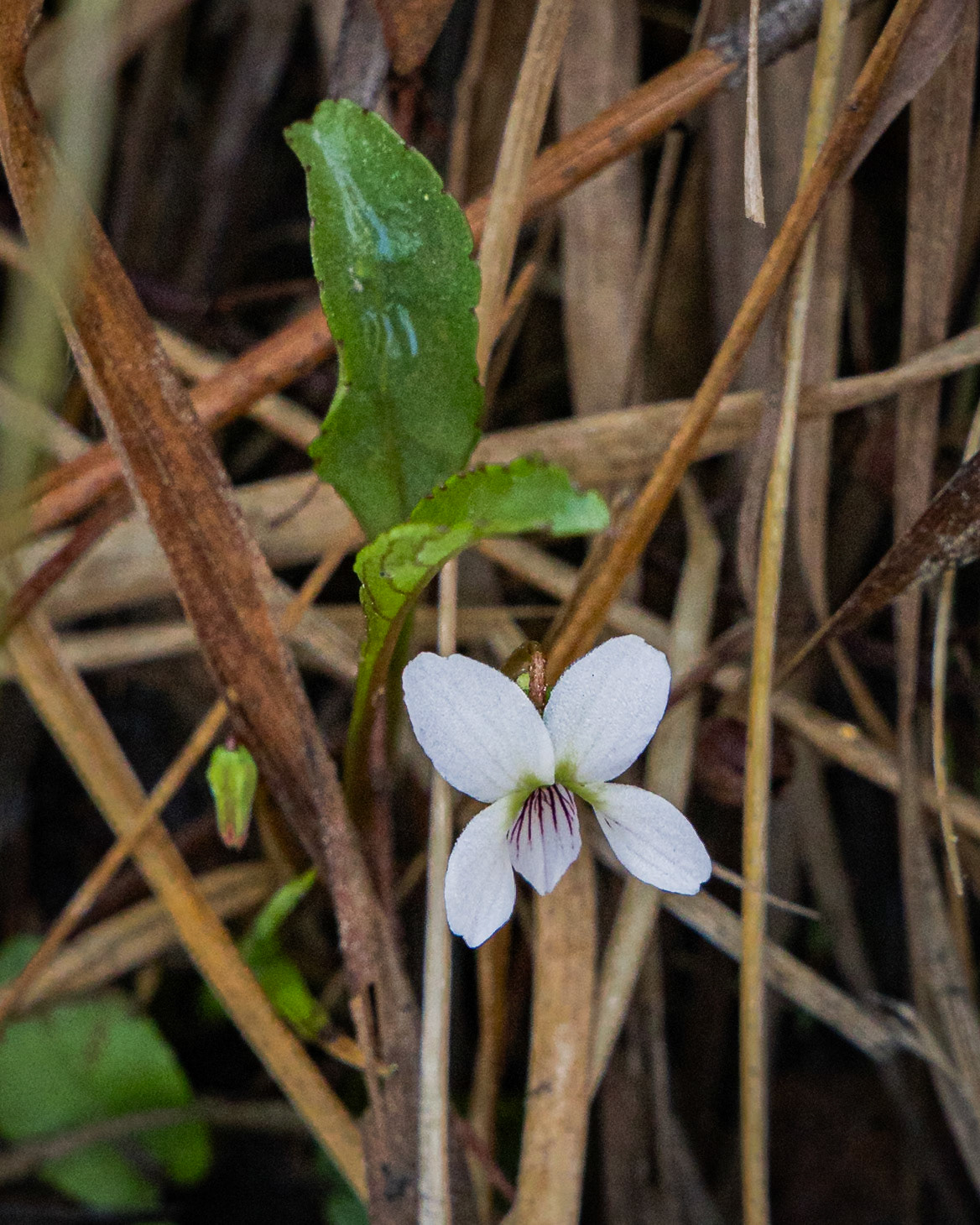 Bog white violet 1, Green Swamp Preserve