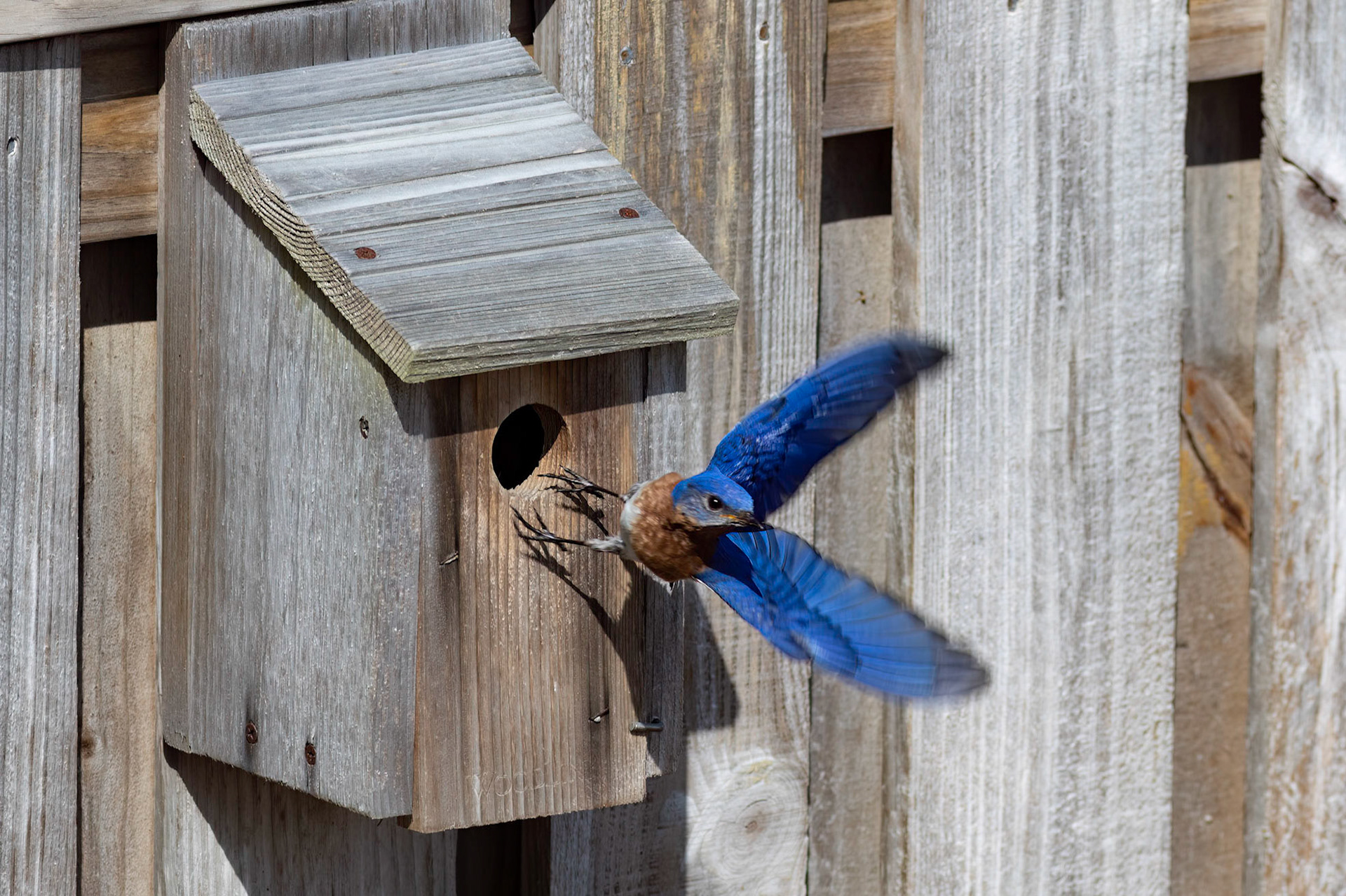 Eastern bluebirds 36, OIB