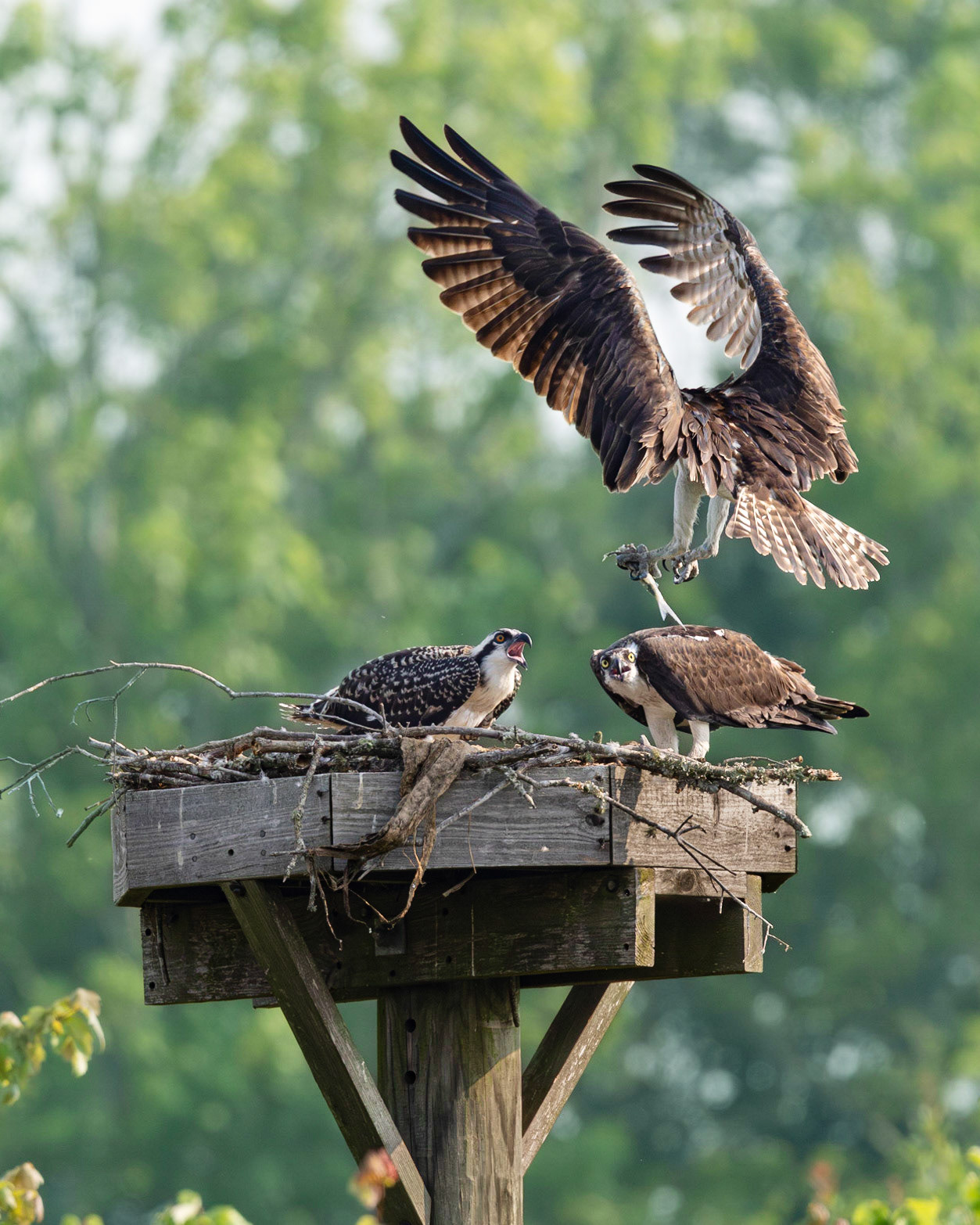 Osprey 94, Sea Trail