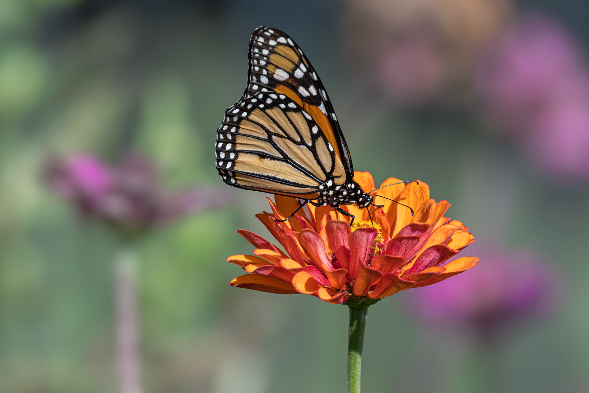 Monarch 16, Private home in Calabash, NC