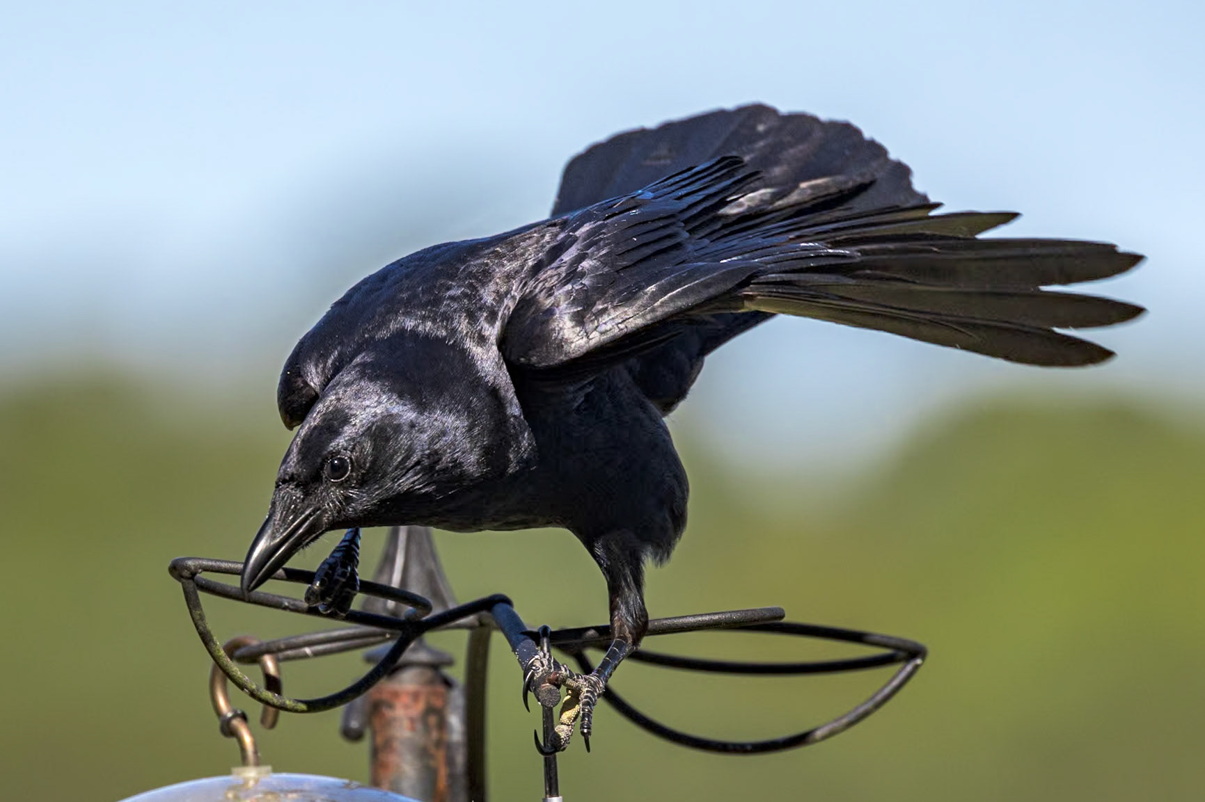 Fish crow 2, Huntington Beach State Park, SC