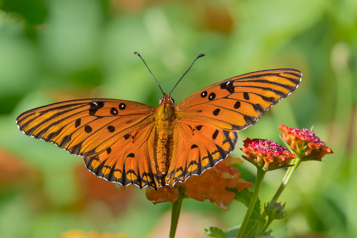 Gulf fritillary 9, New Hanover County arboretum