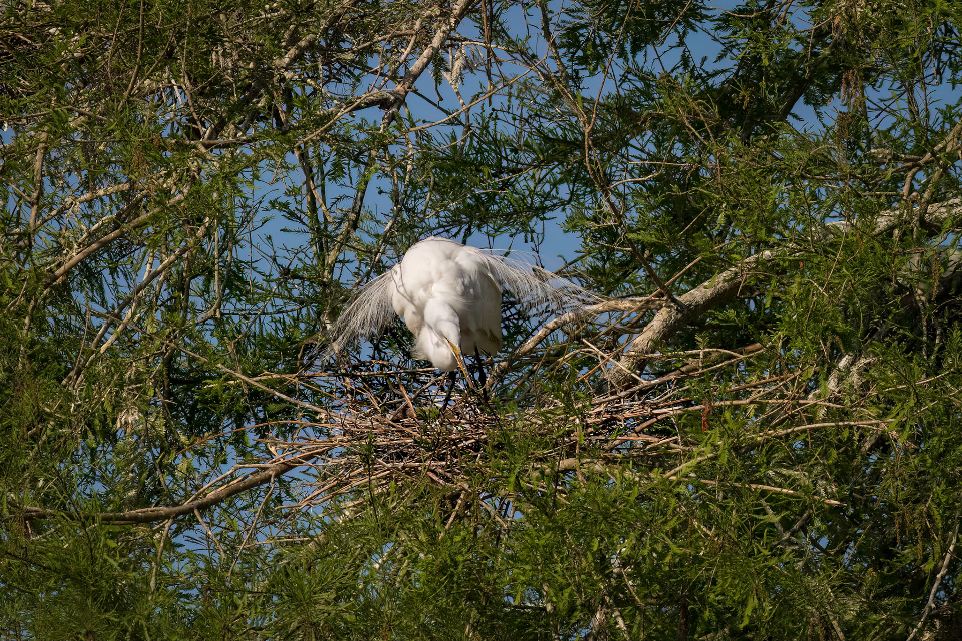 Great egret 59, Magnolia Plantation and Gardens, Audubon Swamp Garden