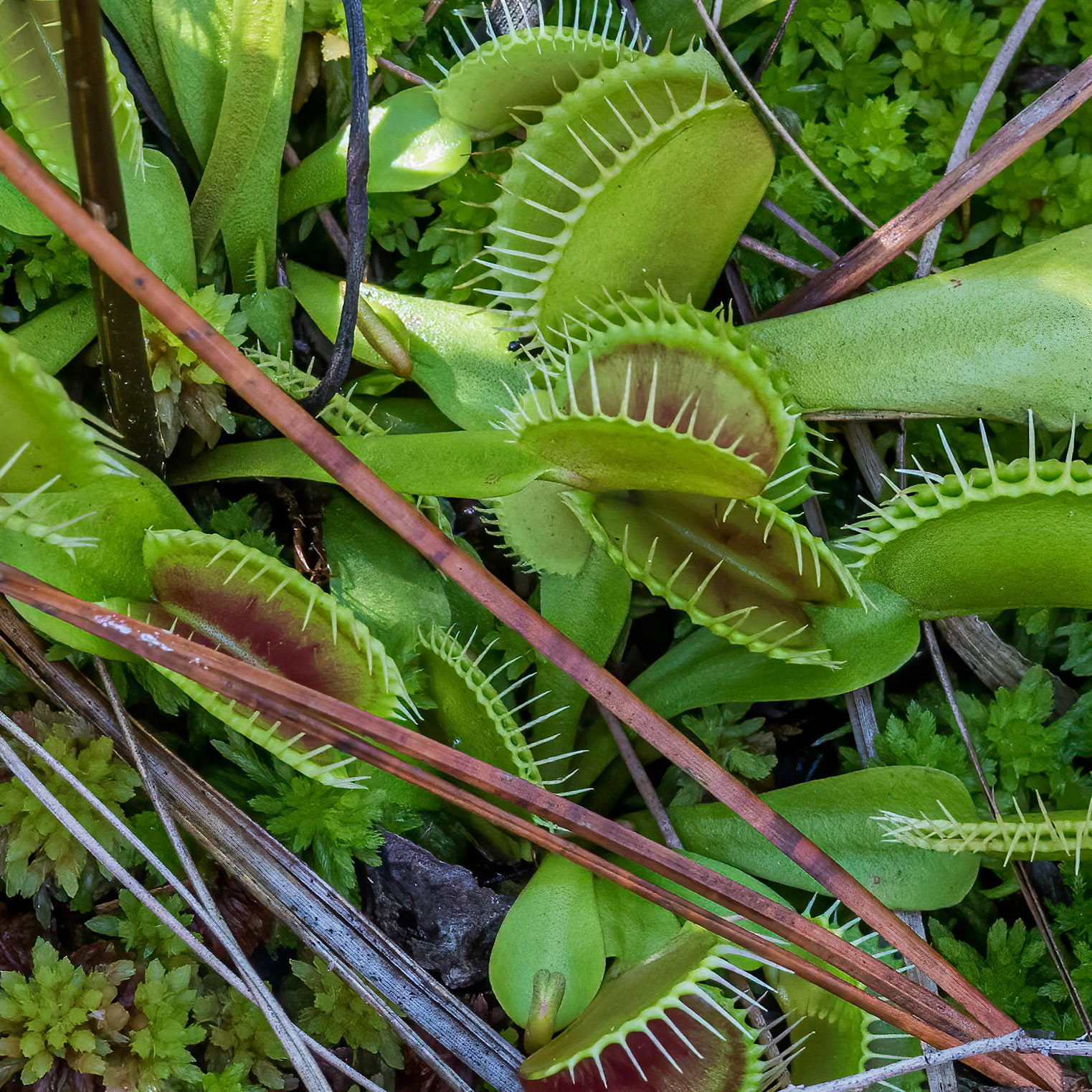 Venus flytrap 3, Green Swamp Preserve