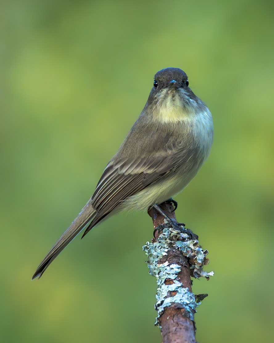 Eastern Phoebe 1, The Nut House, Clemson, SC