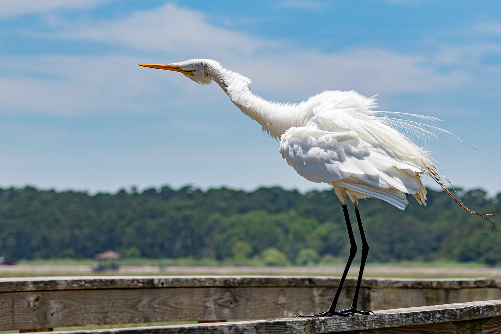 Great Egret 15, Huntington Beach State Park, SC