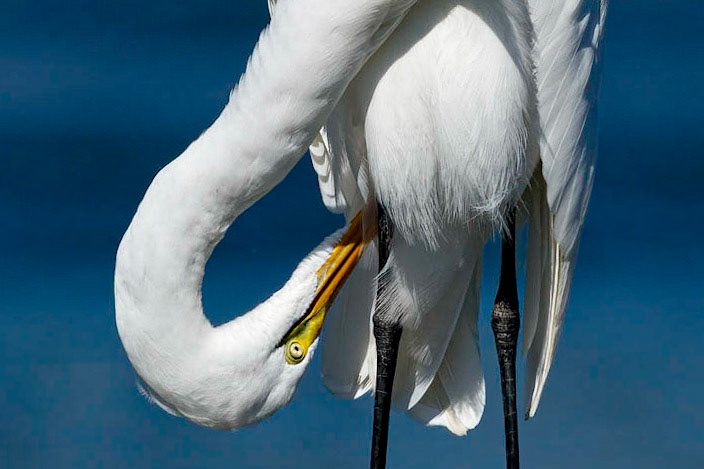 Great Egret 22, Ferry Landing Area