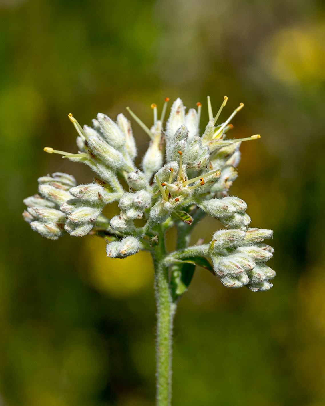Carolina redroot 2, Green Swamp Preserve