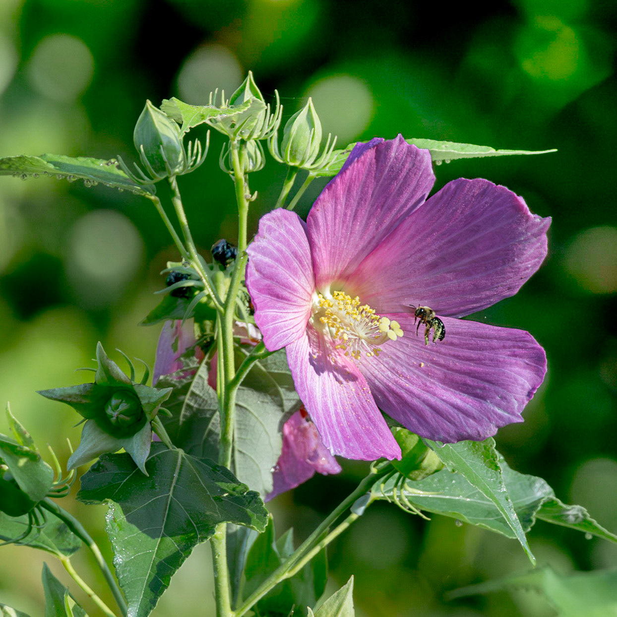 Hibuscus 3, Green Swamp area