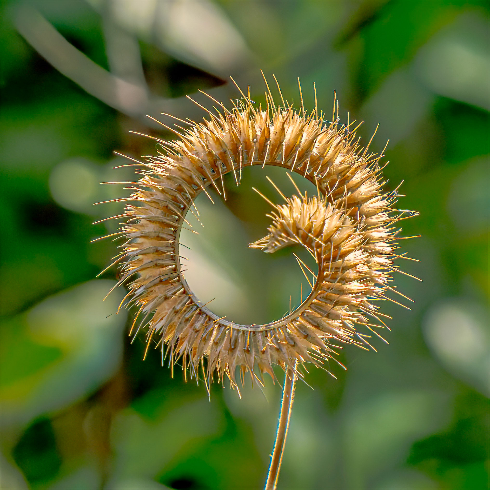 Toothache Grass 1, Green Swamp Preserve
