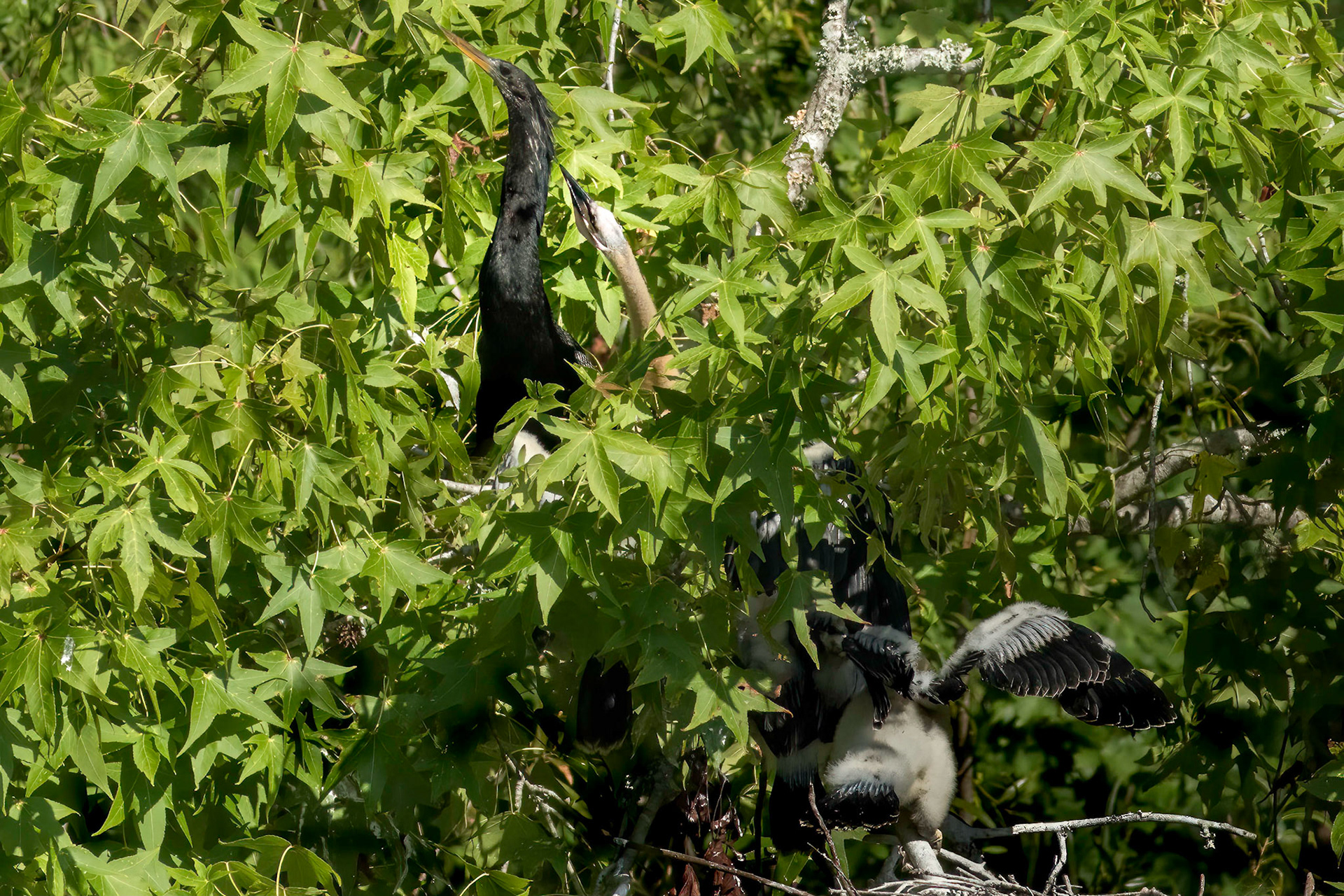 Anhinga nest 29, Sea Trail , Week of July 25, Nest 1