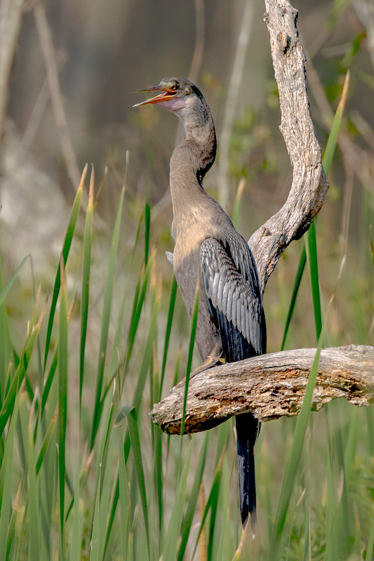 Anhinga 22, Huntington Beach SC