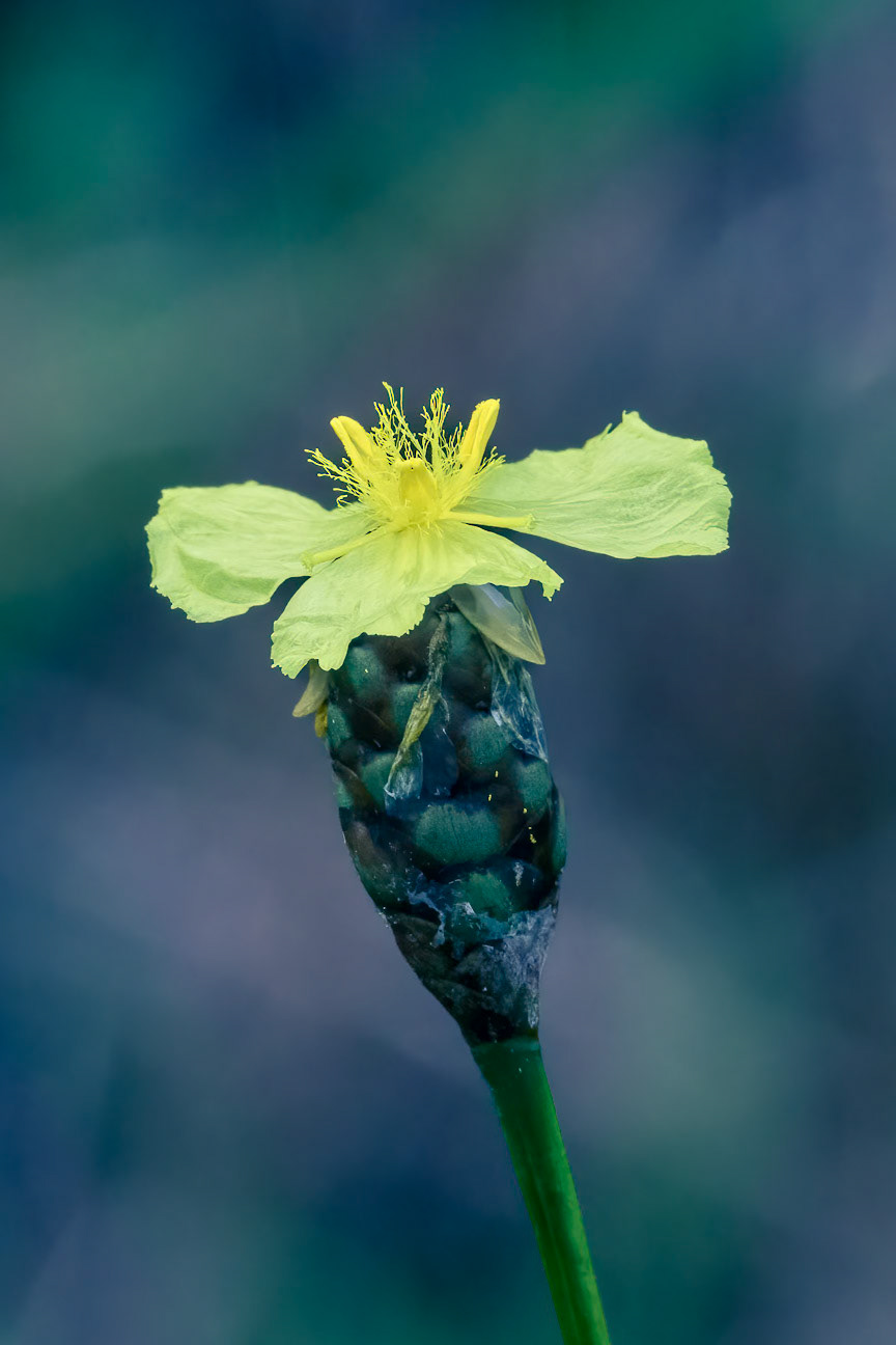 Yellow-eyed grass 2, Green Swamp Preserve