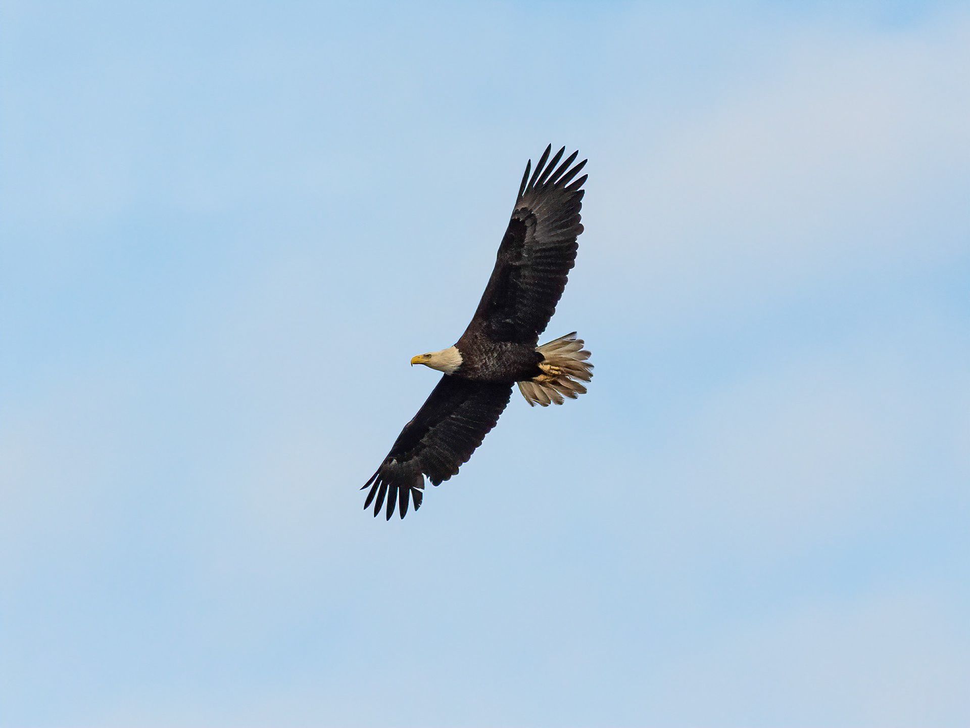 Bald eagle 17, Sunset Beach, Oyster Bay golf course
