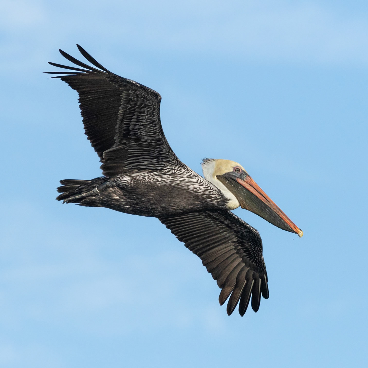 Pelican 52, Twin Lakes, Sunset Beach, NC