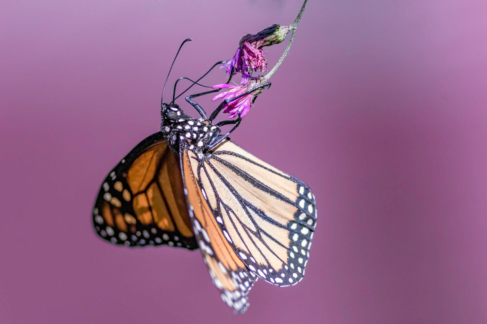 Monarch 6, Airlie Gardens