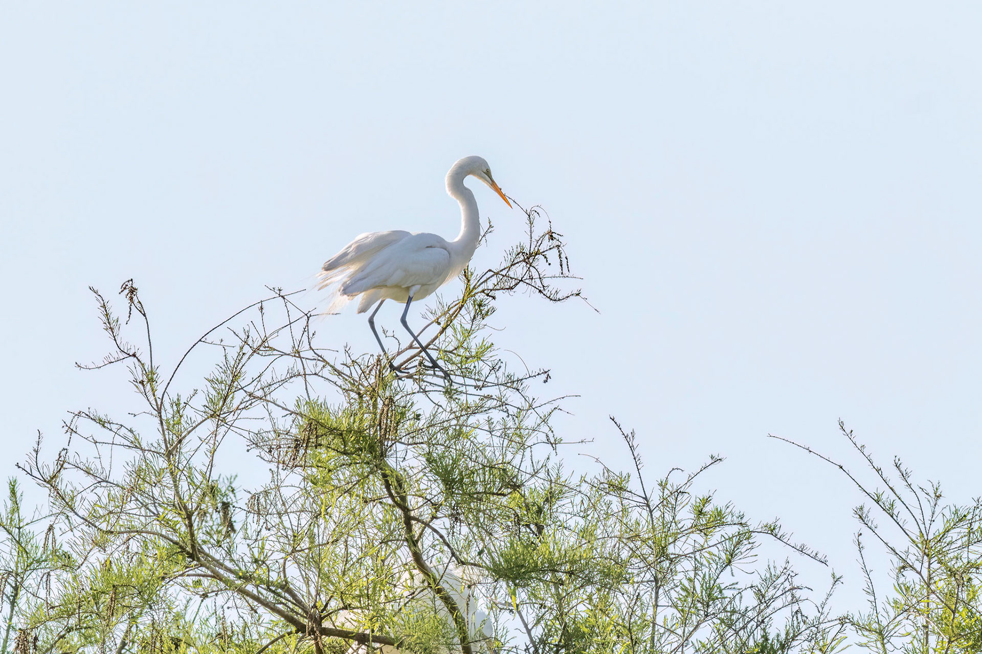 Great egret 50, Magnolia Plantation and Gardens, Audubon Swamp Garden