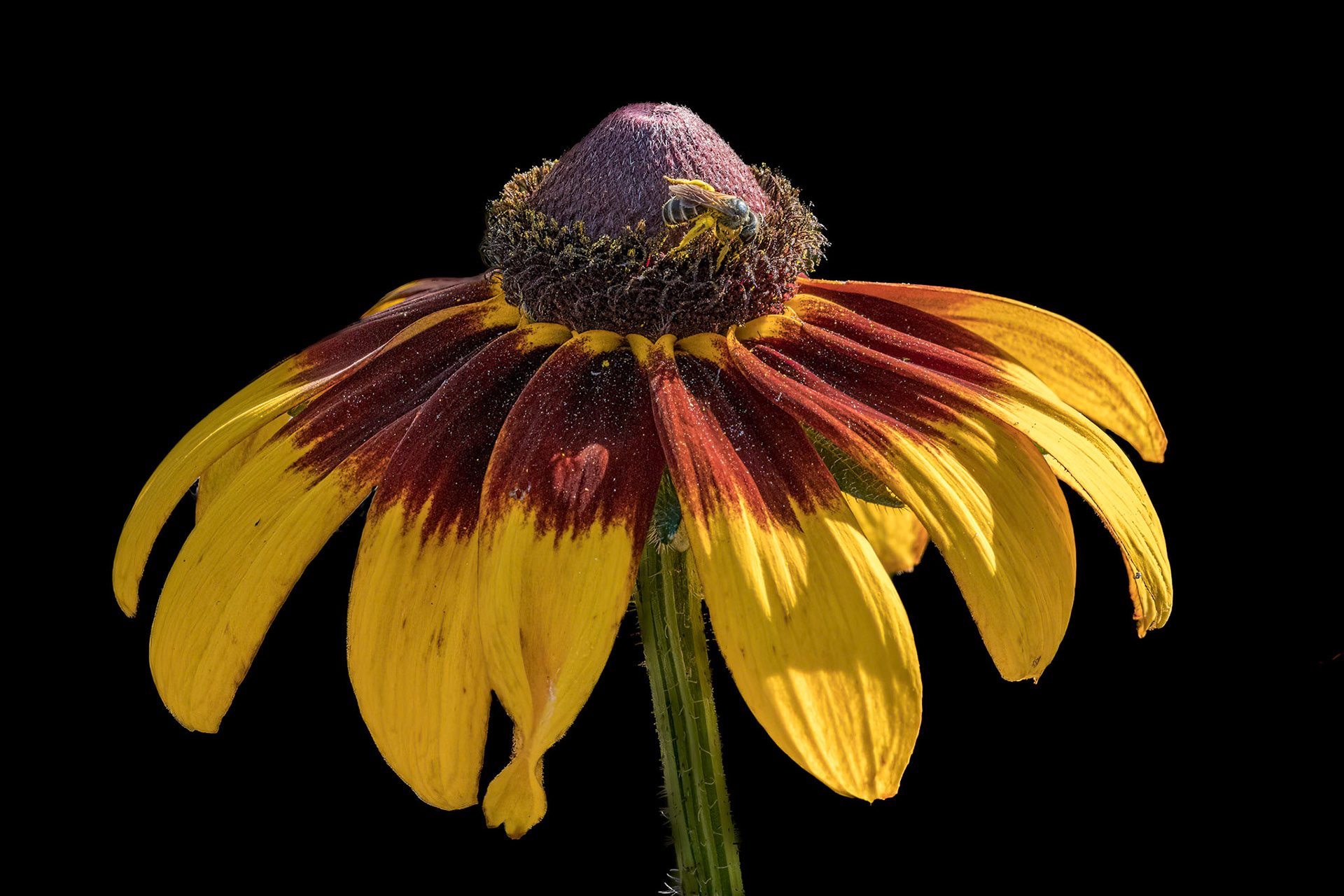 Black eyed Susan 1, Brunswick County Botanical garden