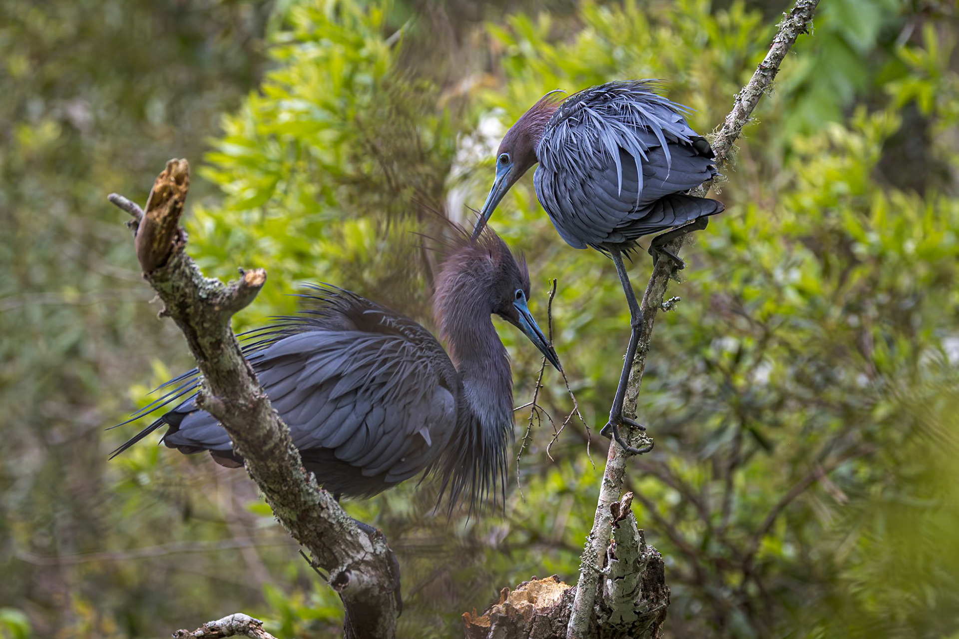 Little blue heron 34, Huntington Beach State Park, SC