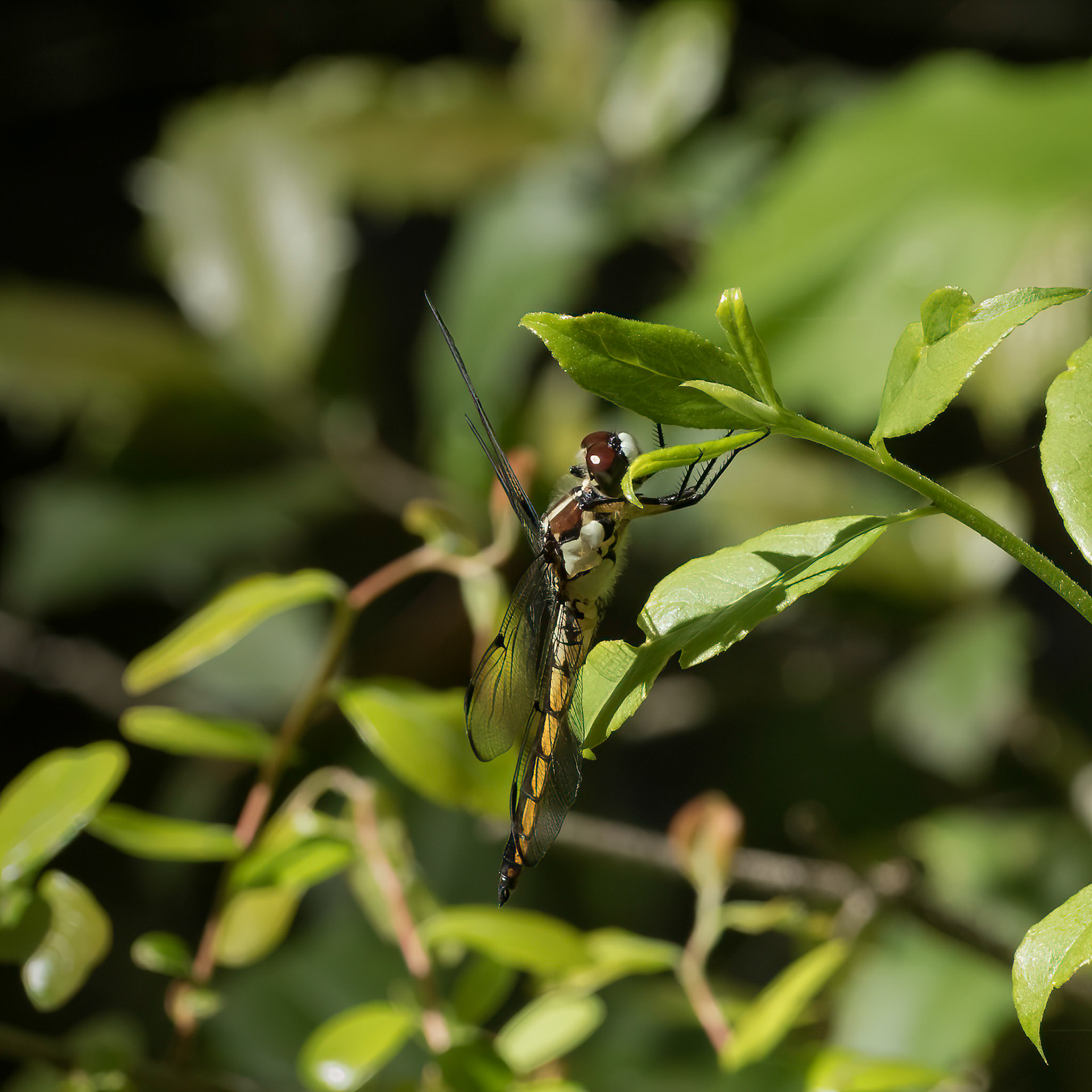 Female or Immature Great Blue Skimmer 3, Ev-Henwood Nature Preserve