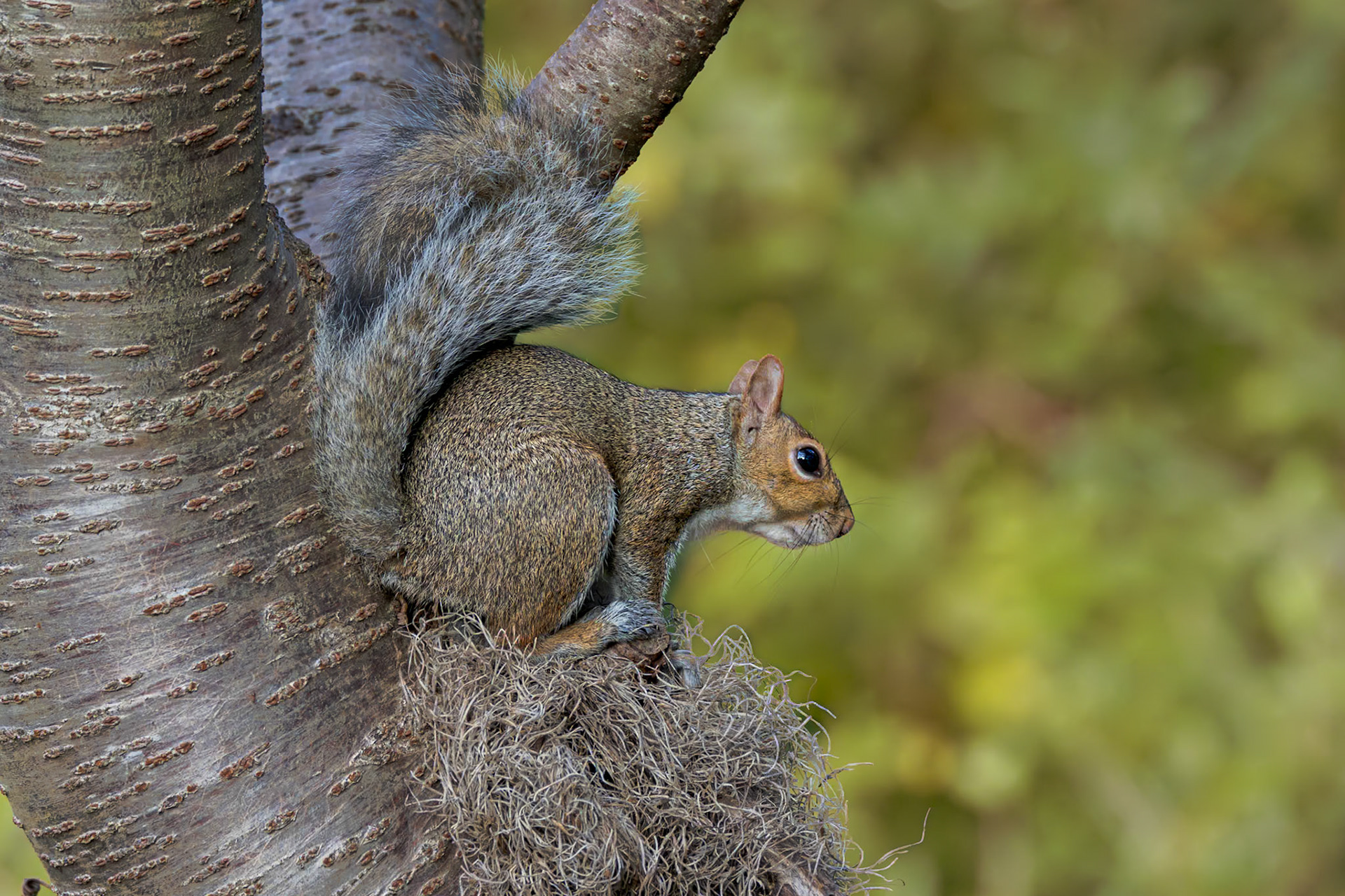 Squirrel 4, The Nut House, Clemson, SC