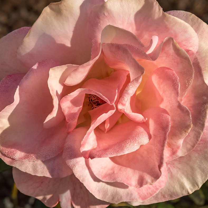 Rose 16, Brunswick County Botanical Gardens