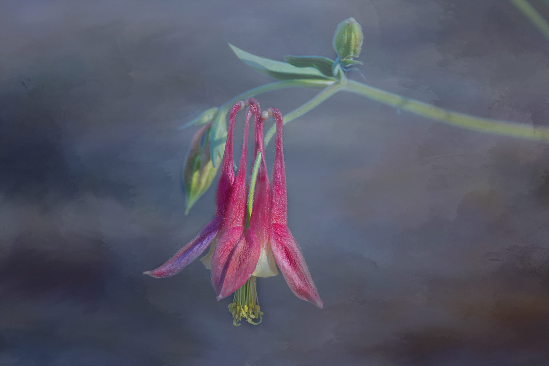 Columbine 2a, Brunswick County Botanical Gardens