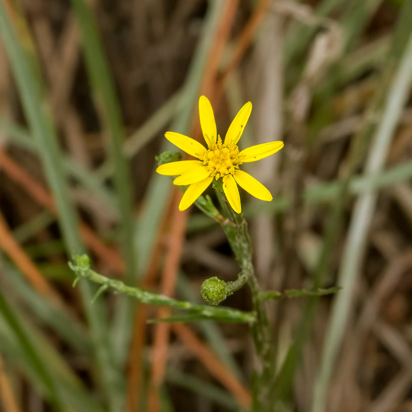 sea oxeye?, Green Swamp Preserve